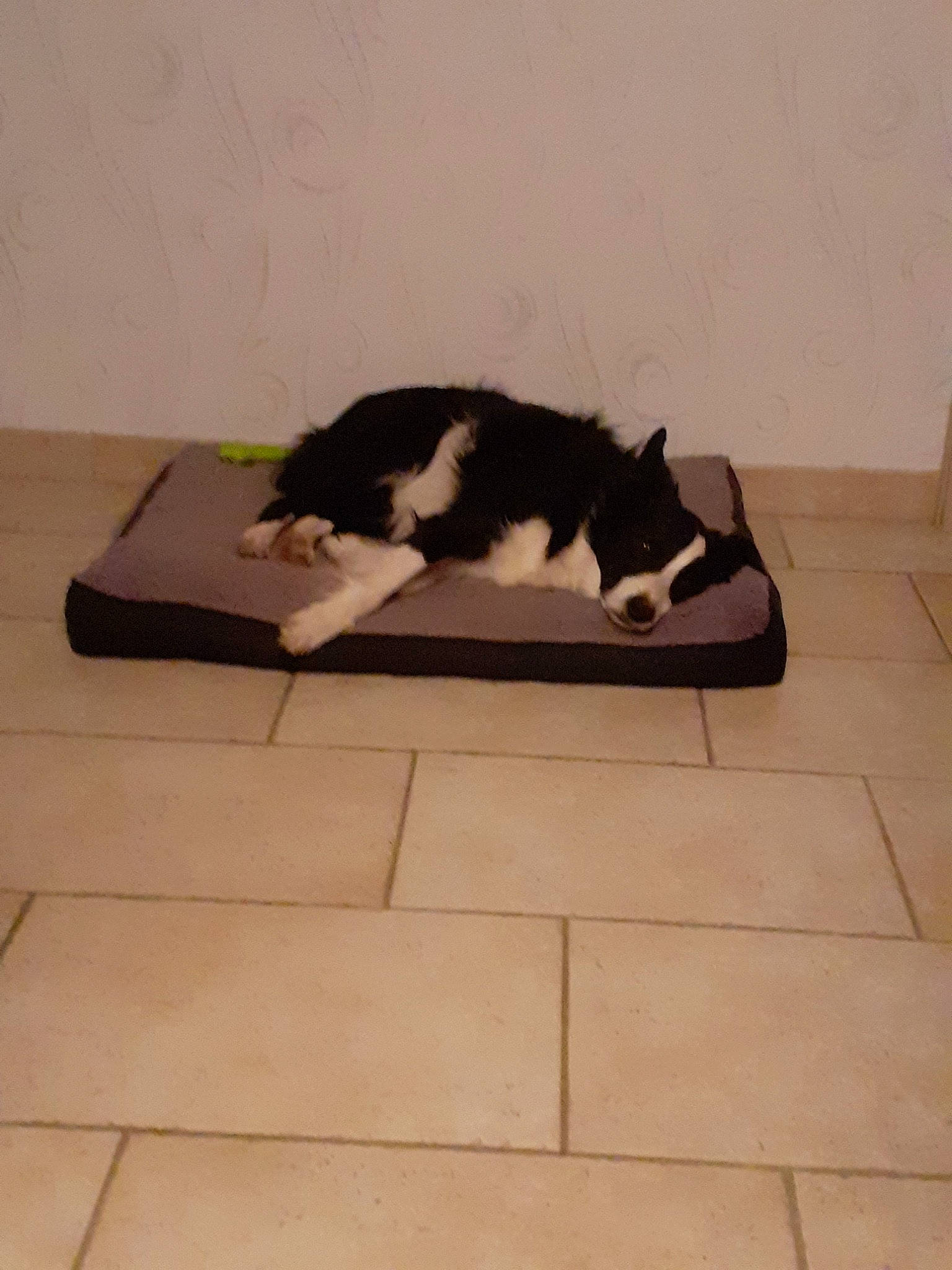 Idem a rejoint le concours — aidez-le/la à gagner de superbes lots ! carnivore, cat, felidae, floor, flooring, hardwood, laminate_flooring, small_to_medium_sized_cats, tail