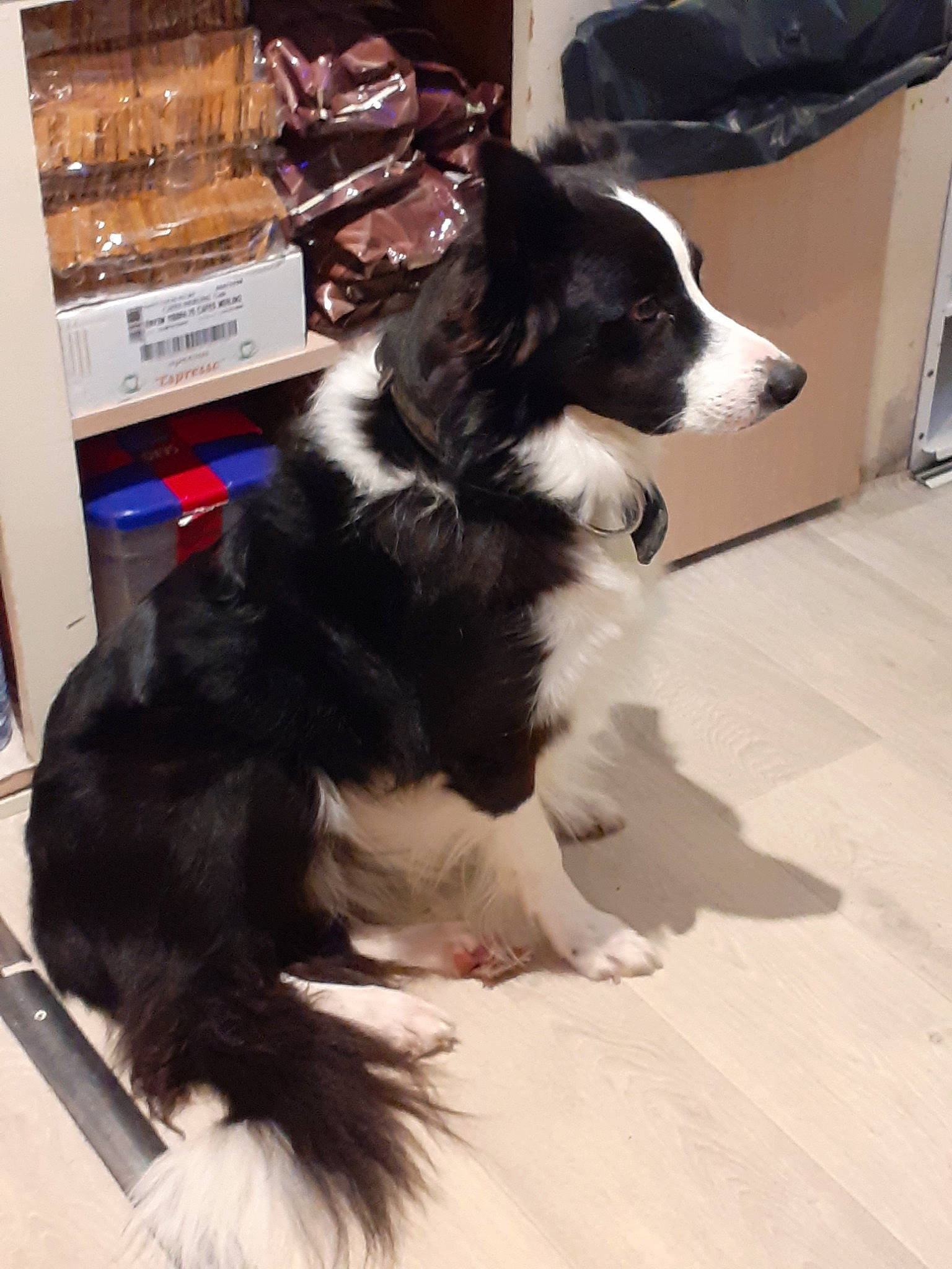 Idem participe au concours pour gagner de l'argent avec cette photo : australian_collie, australian_shepherd, border_collie, canidae, carnivore, collie, companion_dog, dog, dog_breed, herding_dog, mammal, rare_breed_dog, snout, sporting_group, tail, working_dog
