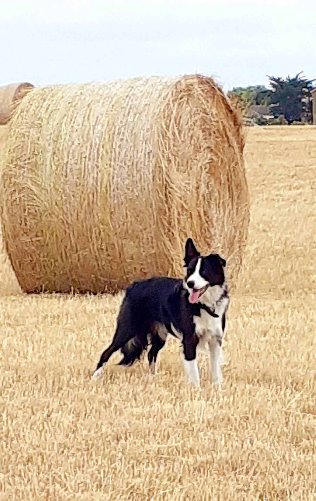 Idem participe au concours pour gagner de l'argent avec cette photo : border_collie, boston_terrier, canidae, carnivore, dog, dog_breed, grass, hay, herding_dog, mammal, sporting_group, straw, vertebrate