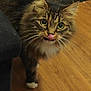 animal, cat, companion, curious, cute, domestic, ears, eyes, feline, fluffy, fur, household, indoor, licking, mammal, paws, pet, tabby, whiskers, wooden_floor