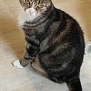 Chipie a rejoint le concours — aidez-le/la à gagner de superbes lots ! alert, animal, cat, curious, cute, domestic, ears, feline, floor, fur, house, indoor, looking_up, paws, pet, sitting, striped, tabby, tail, whiskers