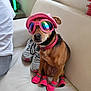 accessories, animal, casual, collar, comfortable, couch, cute, dog, fashion, funny, goggles, hat, indoor, pet, pink, reflection, shoes, sitting, small_dog, window