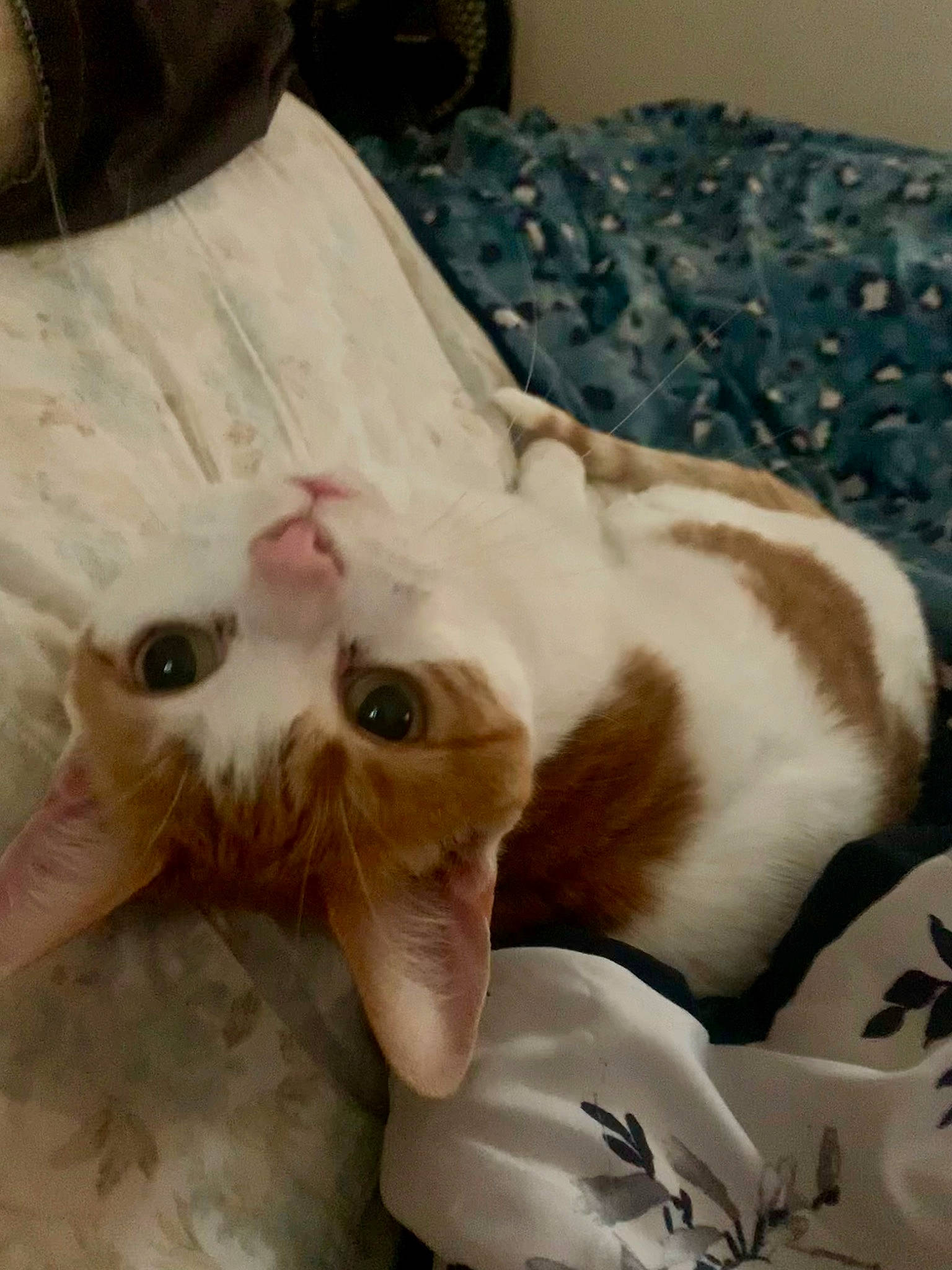 Kosmo joined the competition — help win amazing prizes! canidae, carnivore, cat, claw, comfort, companion_dog, dog_breed, domestic_short_haired_cat, fawn, felidae, foot, fur, linens, nail, paw, room, small_to_medium_sized_cats, tail, whiskers