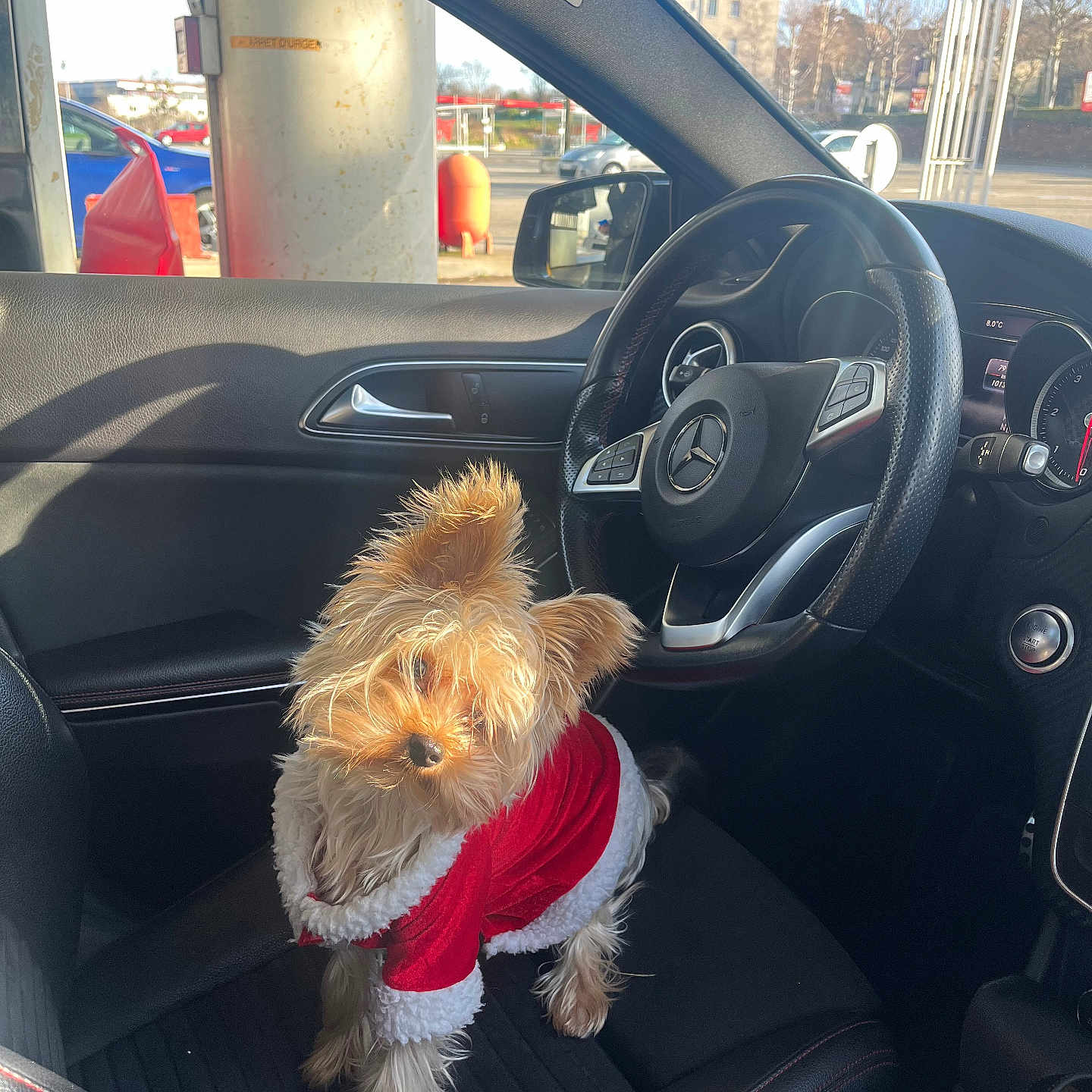 Benthi a rejoint le concours — aidez-le/la à gagner de superbes lots ! accessories, alloywheel, animal, belt, canine, car, car_interior, carseat, carwheel, dog, machine, pet, poodle, puppy, spoke, terrier, tire, transportation, vehicle, wheel