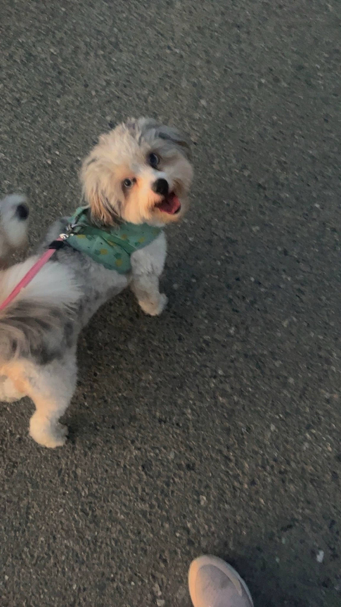 Cooper is registered to the contest to win money with this photo: asphalt, carnivore, collar, companion_dog, dog, dog_breed, dog_clothes, dog_collar, dog_supply, dog_walking, fawn, leash, mal_shi, poodle_crossbreed, road_surface, small_terrier, sporting_group, terrier, toy_dog, working_animal