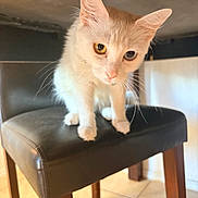Edy is registered to the contest to win money with this photo: animal, blue_eye, cat, chair, cream_cat, cute, ears, face, furniture, heterochromia, indoor, kitten, orange_fur, pet, portrait, standing, tile_floor, whiskers, white_fur, yellow_eye