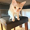 animal, blue_eye, cat, chair, cream_cat, cute, ears, face, furniture, heterochromia, indoor, kitten, orange_fur, pet, portrait, standing, tile_floor, whiskers, white_fur, yellow_eye