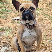 Tsuky a rejoint le concours — aidez-le/la à gagner de superbes lots ! dog, french_bulldog, pet, animal, sitting, outdoors, dry_grass, garden, nature, portrait, close_up, wrinkles, large_ears, black_muzzle, collar, dog_tag, harness, short_hair, alert, brown_fur