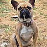 dog, french_bulldog, pet, animal, sitting, outdoors, dry_grass, garden, nature, portrait, close_up, wrinkles, large_ears, black_muzzle, collar, dog_tag, harness, short_hair, alert, brown_fur