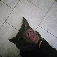 Buttercup is registered to the contest to win money with this photo: dog, black_dog, pet, animal, floor, tile_floor, indoor, close_up, expression, snout, ears, collar, looking_up, wide_eyes, funny_face, portrait, canine, companion, domestic_animal, playful