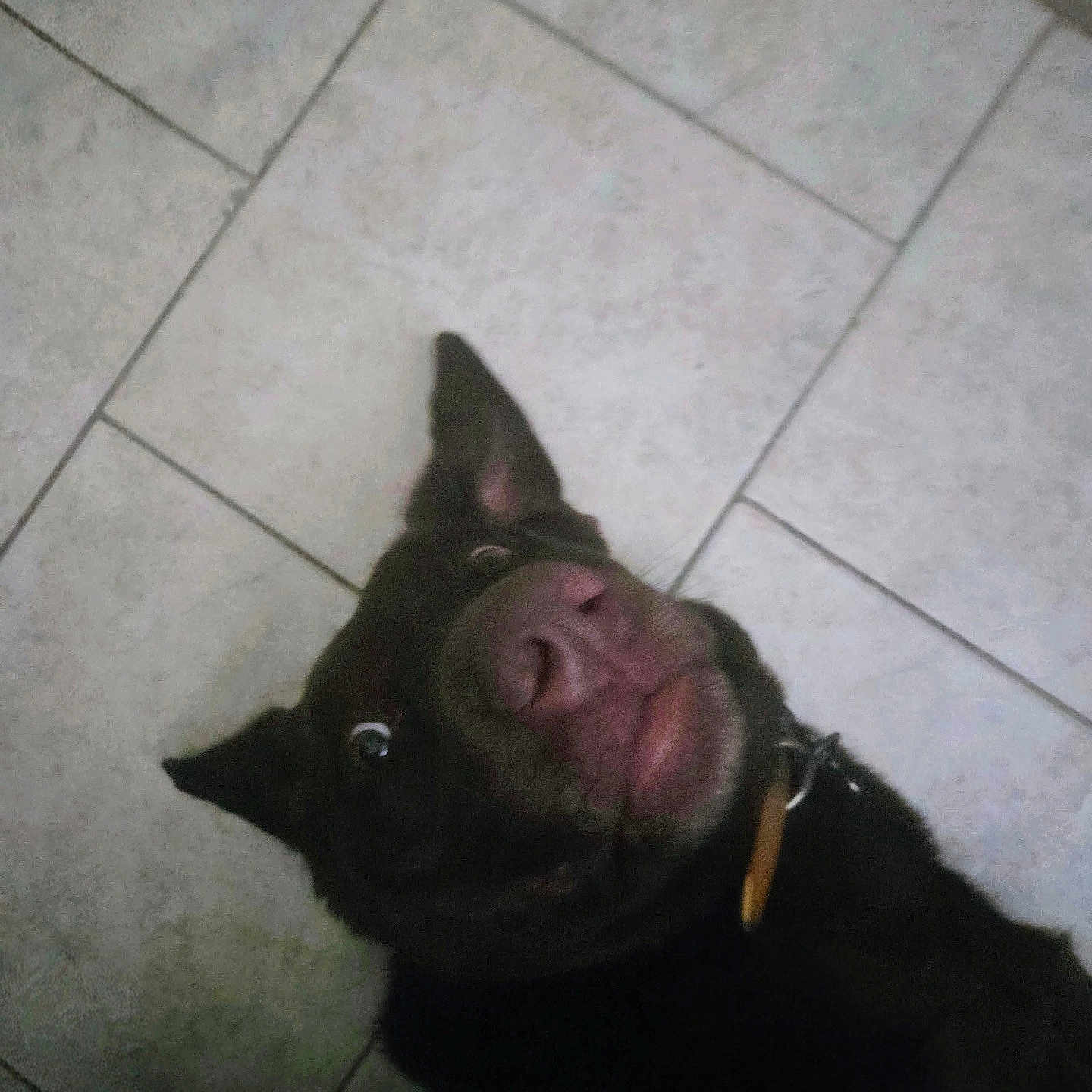Buttercup is registered to the contest to win money with this photo: dog, black_dog, pet, animal, floor, tile_floor, indoor, close_up, expression, snout, ears, collar, looking_up, wide_eyes, funny_face, portrait, canine, companion, domestic_animal, playful
