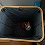 Milo joined the competition — help win amazing prizes! animal, cat, container, curious, cute, domestic_animal, empty_basket, feline, floor, foot, home, indoor, laundry_basket, looking_up, orange_cat, pet, quiet, small_space, sock, wooden_floor