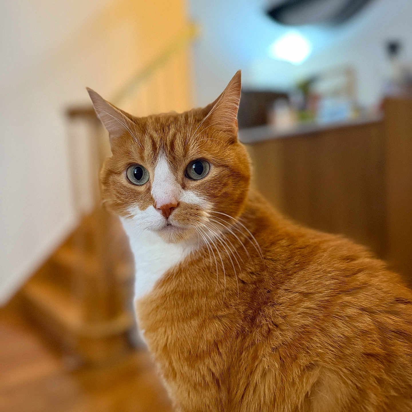 Milo joined the competition — help win amazing prizes! animal, blurred_background, cat, close_up, cozy, curious, domestic, eyes, feline, fur, ginger_cat, home, indoor, mammal, pet, portrait, stairs, whiskers, white_fur, wooden_floor