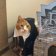 Milo is registered to the contest to win money with this photo: animal, cardboard, castle, cat, cloak, costume, curious, cute, decoration, feline, floor, halloween, hood, indoor, orange_cat, pet, spider_web, whiskers, white_collar, wood_floor