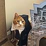 animal, cardboard, castle, cat, cloak, costume, curious, cute, decoration, feline, floor, halloween, hood, indoor, orange_cat, pet, spider_web, whiskers, white_collar, wood_floor