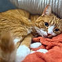 Milo is registered to the contest to win money with this photo: animal, blanket, cat, close_up, cozy, cute, domestic_cat, feline, fur, ginger_cat, indoor, orange_blanket, pet, relaxed, resting, sleepy, soft_texture, tail, whiskers, white_paws