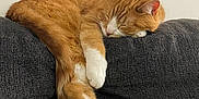 Milo joined the competition — help win amazing prizes! animal, cat, couch, cozy, cute, domestic_cat, fur, furniture, home, indoor, mammal, nap, orange_cat, pet, relaxed, resting, sleeping, tail, whiskers, white_paws