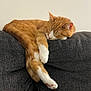 animal, cat, couch, cozy, cute, domestic_cat, fur, furniture, home, indoor, mammal, nap, orange_cat, pet, relaxed, resting, sleeping, tail, whiskers, white_paws
