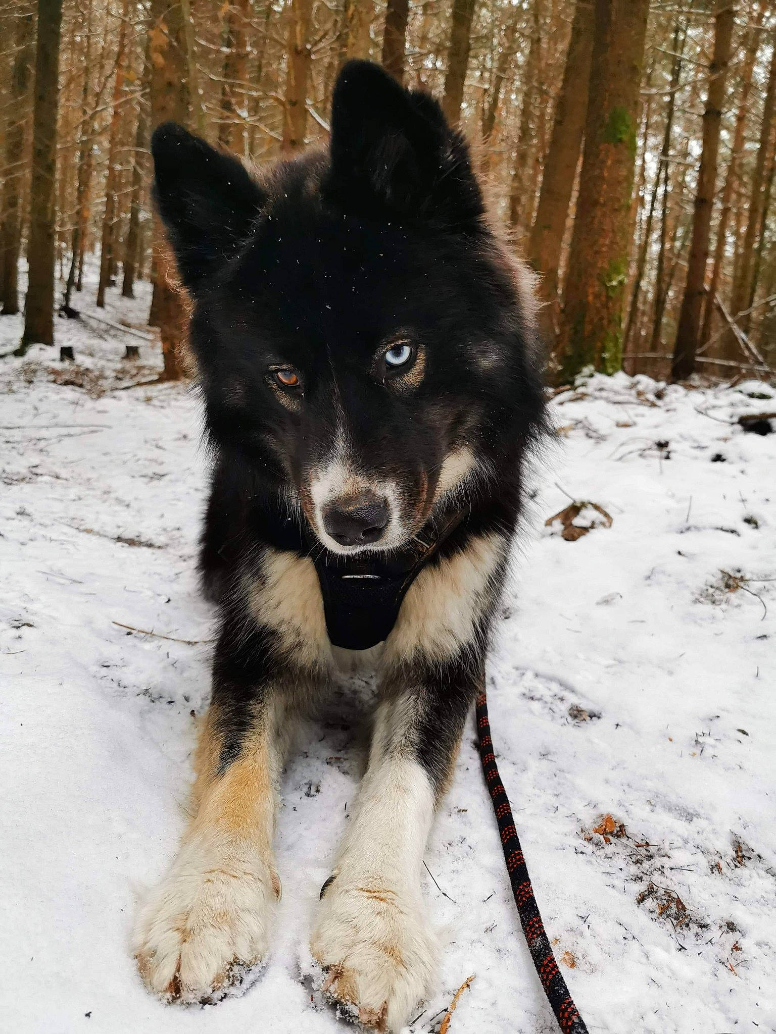 Darko a rejoint le concours — aidez-le/la à gagner de superbes lots ! ancient_dog_breeds, black_norwegian_elkhound, canidae, canis, carnivore, companion_dog, dog, dog_breed, fur, guard_dog, herding_dog, sled_dog, snow, tail, tree, winter, wolf, wood, working_animal, working_dog
