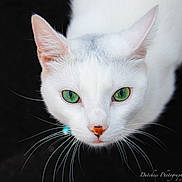 Ghost joined the competition — help win amazing prizes! cat, white_cat, green_eyes, close_up, whiskers, animal, pet, feline, portrait, looking_up, face, fur, cute, domestic_cat, outdoor, curious, sharp_focus, black_background, nature, mammal