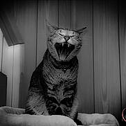 Floki is registered to the contest to win money with this photo: cat, tabby, yawning, indoor, pet, feline, animal, cozy, wood_paneling, bed, furry, whiskers, teeth, mouth_open, collar, portrait, black_and_white, domestic_cat, sitting, fur