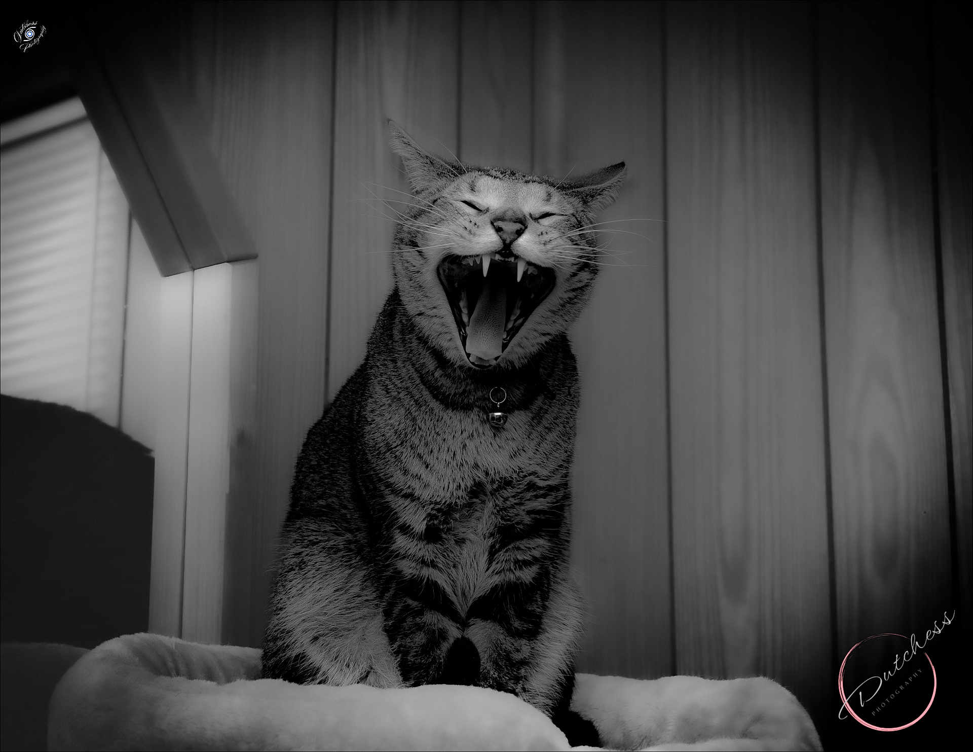 Floki