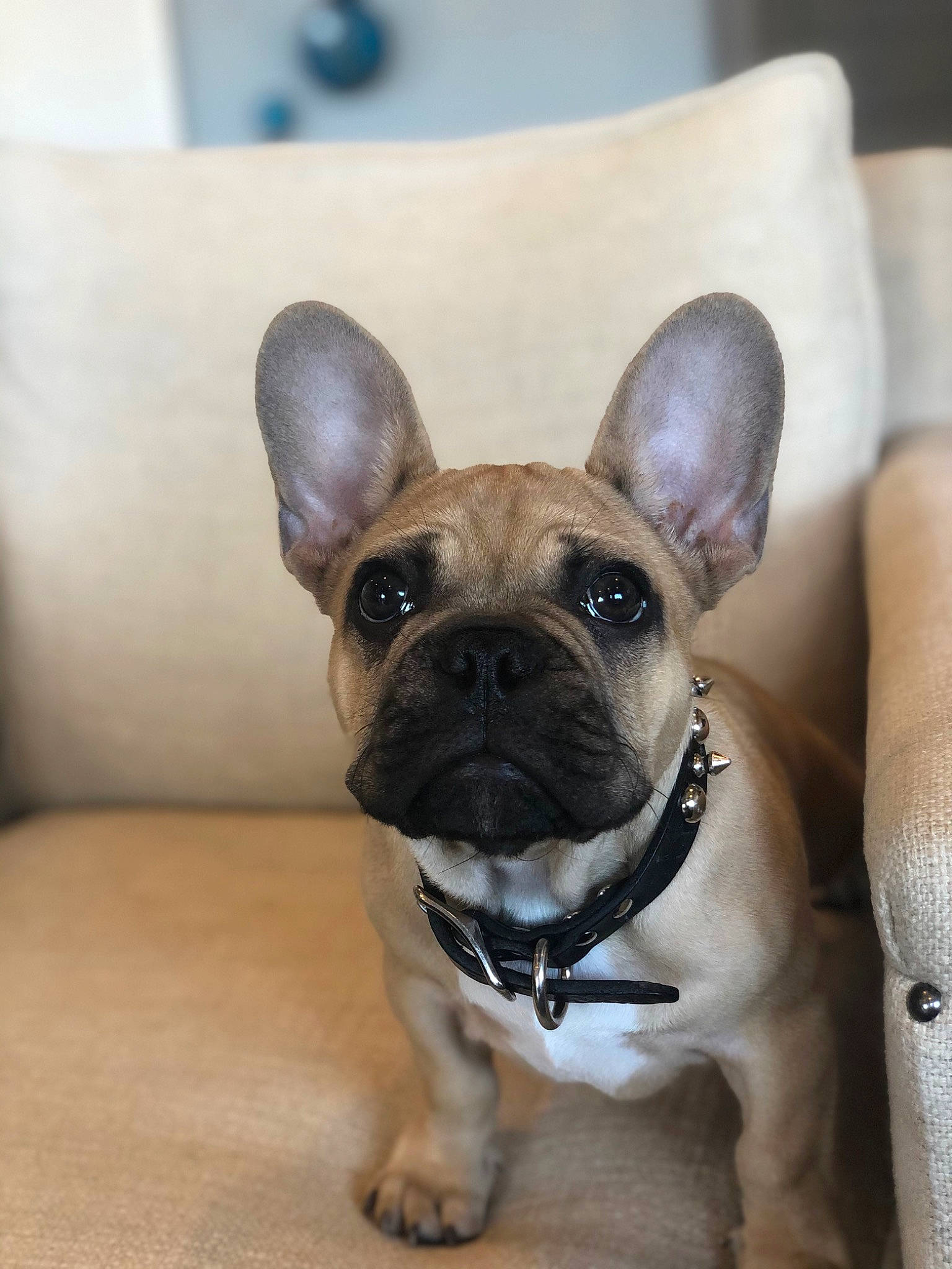 Bronson Rome joined the competition — help win amazing prizes! bulldog, canidae, carnivore, companion_dog, dog, dog_breed, ear, fawn, french_bulldog, mammal, non_sporting_group, pug, puppy, snout, toy_bulldog, vertebrate, whiskers