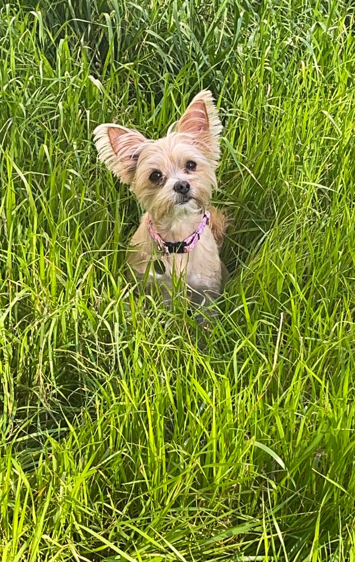 Izzy joined the competition — help win amazing prizes! dog, small_dog, grass, greenery, outdoor, nature, pet, canine, ears, collar, fur, animal, cute, alert, summer, field, portrait, fluffy, sunlight, curious