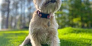 Izzy joined the competition — help win amazing prizes! dog, pet, grass, outdoor, nature, collar, animal, canine, sunlight, ears, fur, greenery, forest, portrait, cute, sitting, daylight, small_dog, tag, background_blur