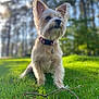 dog, pet, grass, outdoor, nature, collar, animal, canine, sunlight, ears, fur, greenery, forest, portrait, cute, sitting, daylight, small_dog, tag, background_blur