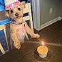 Izzy joined the competition — help win amazing prizes! dog, birthday_hat, candle, table, chair, indoor, pet, celebration, party, wood_floor, collar, small_dog, fur, curious, cup, light, wall, home, decor, cute