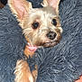 Izzy joined the competition — help win amazing prizes! dog, small_dog, fluffy_blanket, pink_collar, ears, fur, pet, cozy, indoor, closeup, cute, animal, resting, paw, face, expression, soft_texture, comfort, domestic, companion