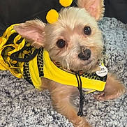 Izzy joined the competition — help win amazing prizes! dog, costume, bee_costume, pet, cute, small_dog, blanket, soft_texture, yellow, black, furry, lying_down, indoors, animal, ears, face, looking_up, adorable, cozy, fur