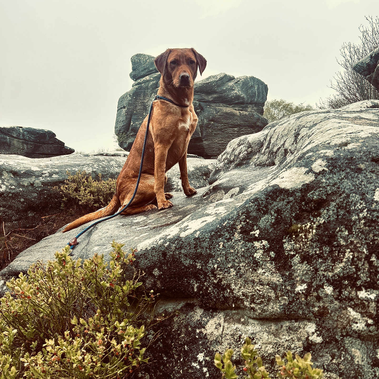 Cotton And Willow joined the competition — help win amazing prizes! adventure, animal, brown_dog, bushes, calm, canine, dog, greenery, landscape, leash, nature, outdoor, overcast_sky, pet, quiet, rock, rocks, scenic, sitting, wild