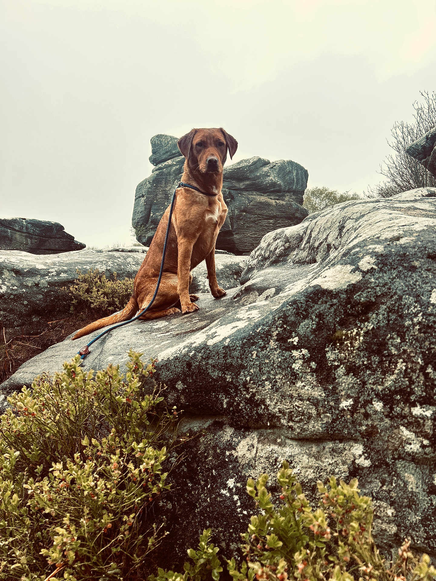Cotton And Willow joined the competition — help win amazing prizes! dog, brown_dog, rock, rocks, leash, outdoor, nature, overcast_sky, bushes, greenery, animal, pet, canine, sitting, landscape, wild, scenic, quiet, calm, adventure