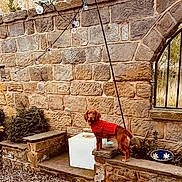 Cotton And Willow joined the competition — help win amazing prizes! dog, red_sweater, stone_wall, outdoor, garden, plants, bench, bowl, rustic, brick, pet, canine, fall, decor, leaves, fur, standing, looking, daylight, nature