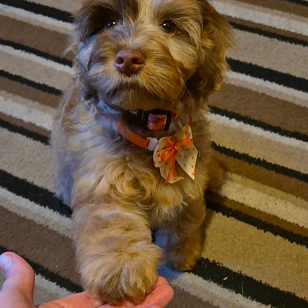 Molly joined the competition — help win amazing prizes! affenpinscher, animal, ankle, baby, bodypart, canine, cockerspaniel, dog, finger, hand, hardwood, homedecor, person, pet, poodle, puppy, terrier, whitedog, wood, wrist