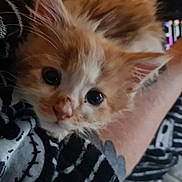 Willow is registered to the contest to win money with this photo: kitten, cat, close_up, orange_and_white, pet, animal, cute, feline, whiskers, eyes, fur, tattoo, arm, blanket, black_and_white, cozy, resting, indoor, person, comfort