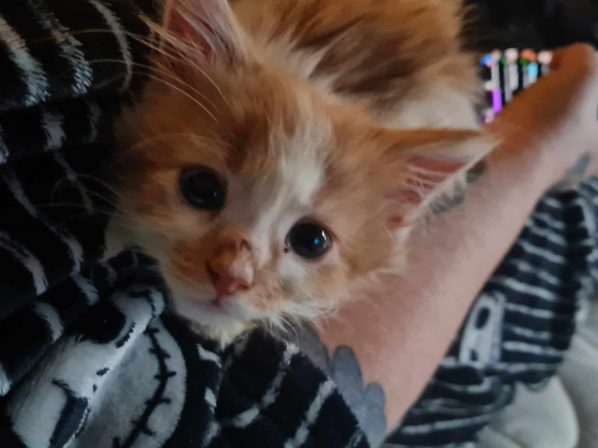 Willow is registered to the contest to win money with this photo: kitten, cat, close_up, orange_and_white, pet, animal, cute, feline, whiskers, eyes, fur, tattoo, arm, blanket, black_and_white, cozy, resting, indoor, person, comfort