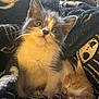 kitten, cat, sleeping, curious, blanket, cozy, fur, cute, animal, pet, indoor, resting, snuggle, young, feline, soft, warm, comfort, closeup, adorable