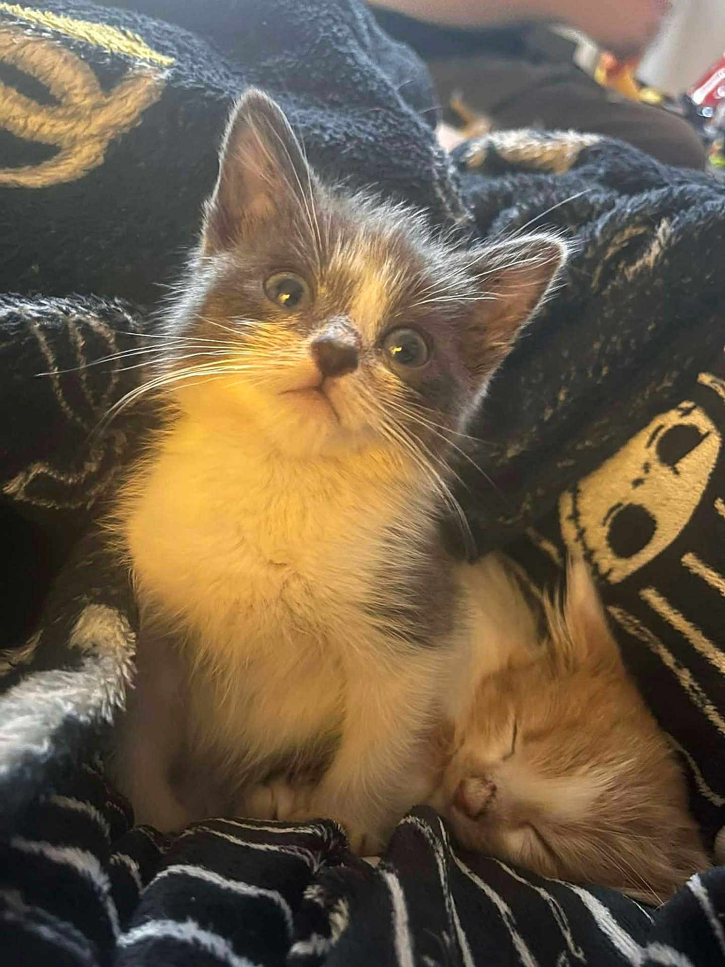 Star joined the competition — help win amazing prizes! kitten, cat, sleeping, curious, blanket, cozy, fur, cute, animal, pet, indoor, resting, snuggle, young, feline, soft, warm, comfort, closeup, adorable