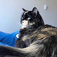 Baby is registered to the contest to win money with this photo: animal, background_blur, cat, closeup, clothing, cozy, domestic_animal, feline, fur, green_eyes, indoor, jeans, lap, pet, portrait, relaxing, side_view, soft_light, tortoiseshell, whiskers
