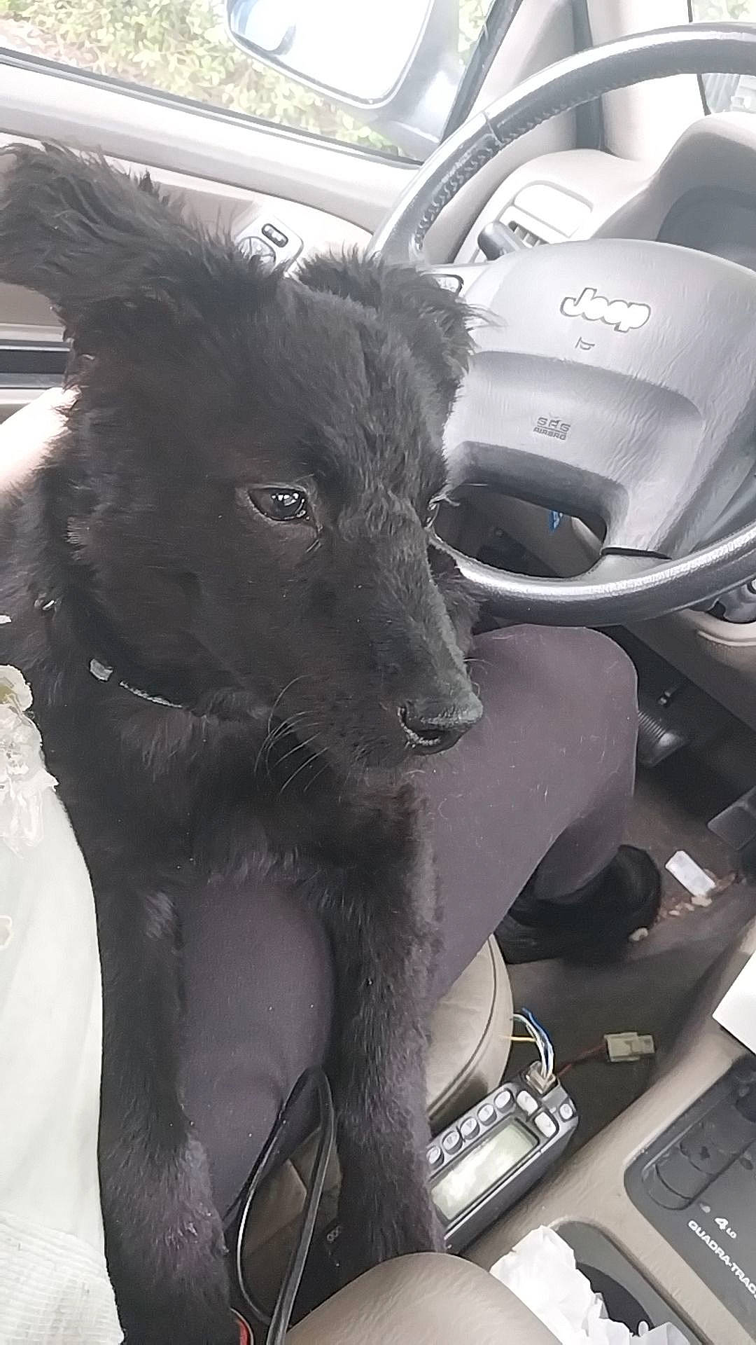 Daisy joined the competition — help win amazing prizes! auto_part, automotive_design, automotive_exterior, automotive_tire, car, car_seat, car_seat_cover, carnivore, companion_dog, dog, dog_breed, felidae, motor_vehicle, personal_luxury_car, snout, steering_part, steering_wheel, vehicle, vehicle_door, working_animal