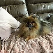 Tchoupi a rejoint le concours — aidez-le/la à gagner de superbes lots ! dog, pomeranian, fluffy, pet, couch, blanket, pillow, indoor, fur, small_dog, animal, relaxing, cute, companion, home, cozy, resting, brown, tan, leather