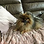 animal, blanket, brown, companion, couch, cozy, cute, dog, fluffy, fur, home, indoor, leather, pet, pillow, pomeranian, relaxing, resting, small_dog, tan