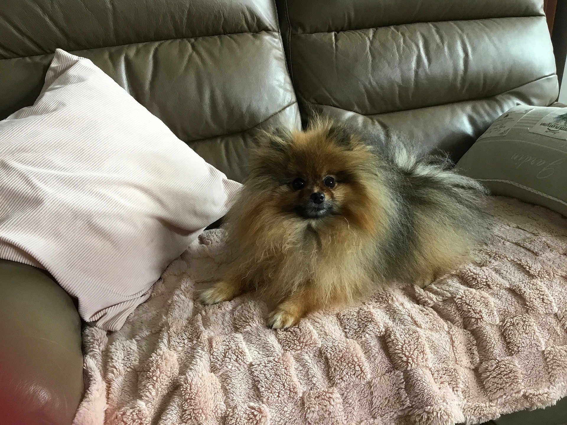 Tchoupi a rejoint le concours — aidez-le/la à gagner de superbes lots ! dog, pomeranian, fluffy, pet, couch, blanket, pillow, indoor, fur, small_dog, animal, relaxing, cute, companion, home, cozy, resting, brown, tan, leather