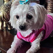 Sasha Brown joined the competition — help win amazing prizes! dog, white_dog, small_dog, pink_shirt, blue_bow, pet, indoor, table, wooden_table, decor, elephant_statue, ornate, fur, cute, animal, closeup, household, living_room, relaxed, companion