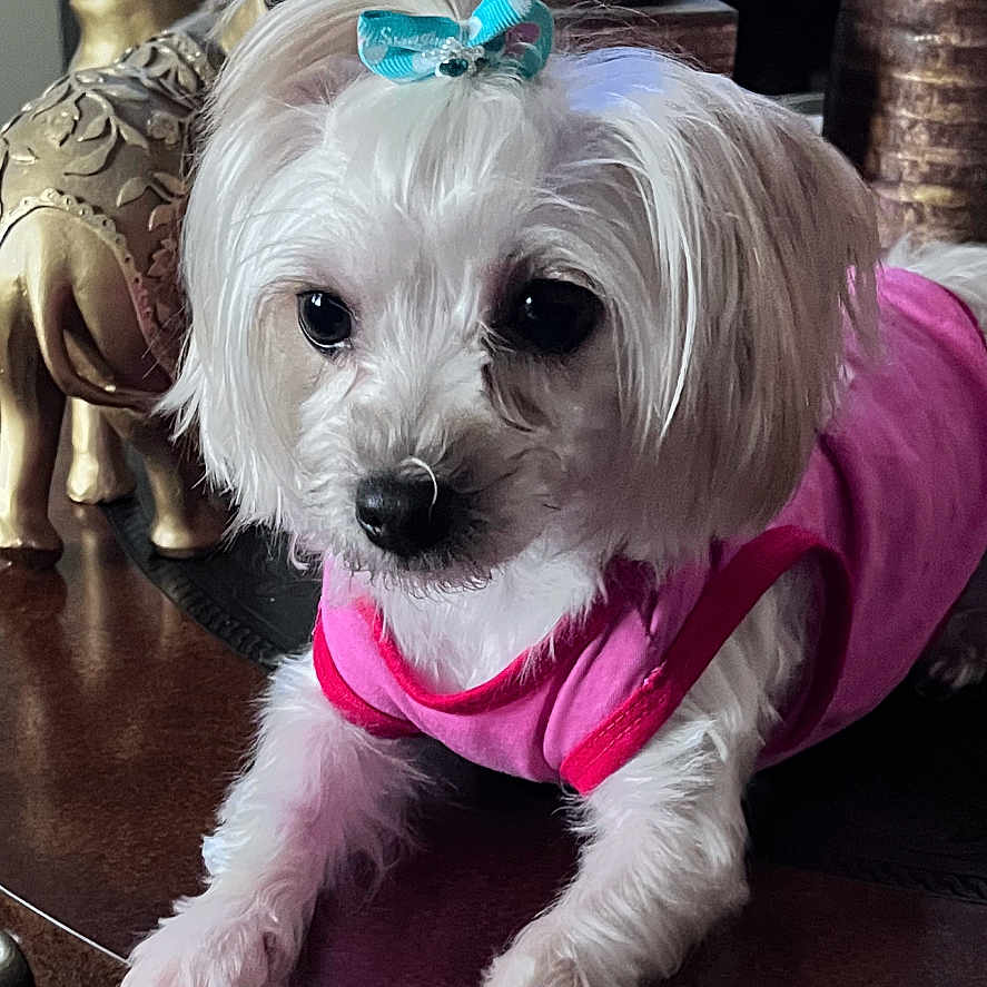 Sasha Brown joined the competition — help win amazing prizes! animal, blue_bow, closeup, companion, cute, decor, dog, elephant_statue, fur, household, indoor, living_room, ornate, pet, pink_shirt, relaxed, small_dog, table, white_dog, wooden_table
