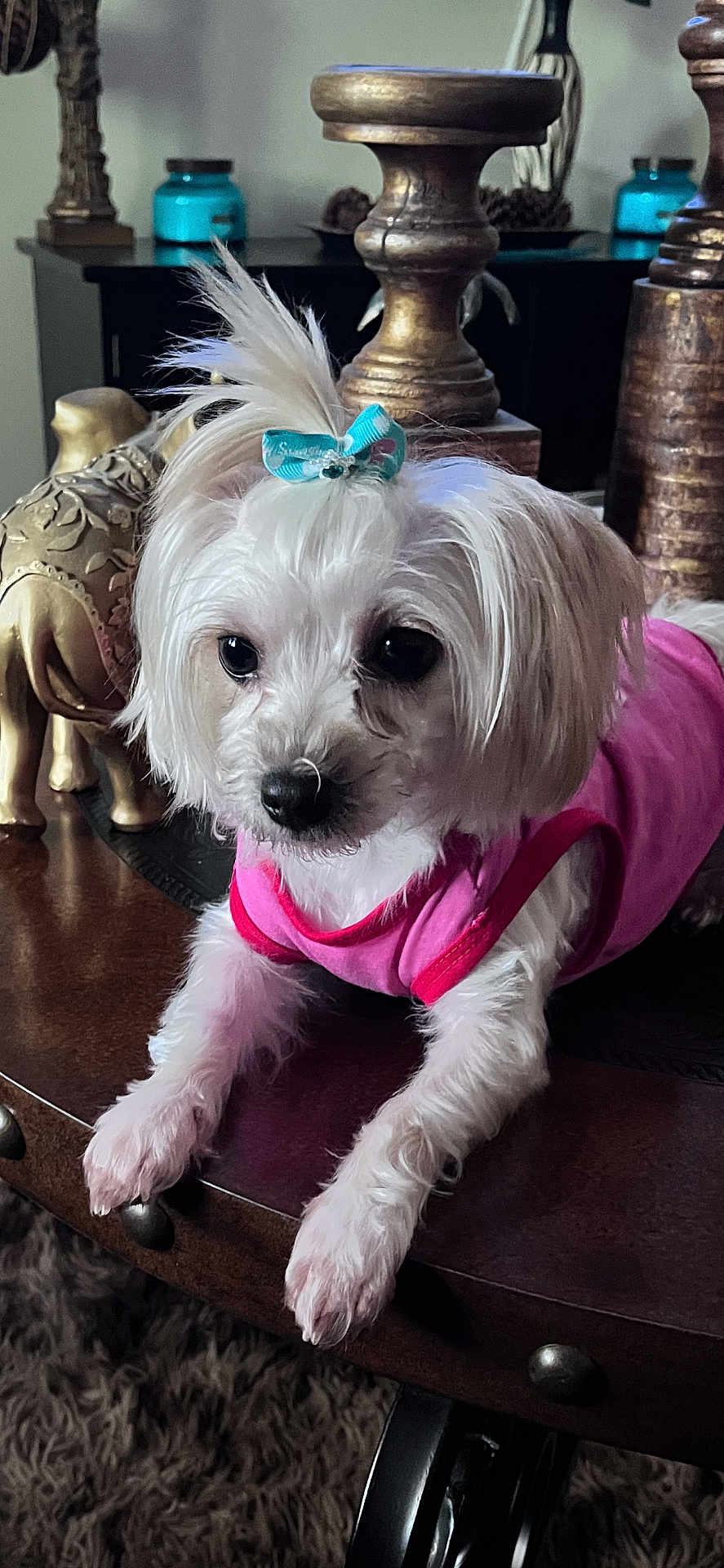 Sasha Brown joined the competition — help win amazing prizes! dog, white_dog, small_dog, pink_shirt, blue_bow, pet, indoor, table, wooden_table, decor, elephant_statue, ornate, fur, cute, animal, closeup, household, living_room, relaxed, companion