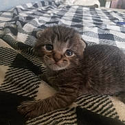 Max joined the competition — help win amazing prizes! kitten, cat, tabby, blanket, plaid, bed, pet, fur, close_up, young, whiskers, paws, indoor, cozy, sleeping_cat, fan, pattern, portrait, adorable, domestic